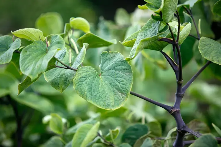 Kava extract powder