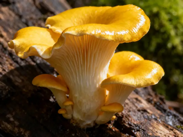 Golden Oyster Mushroom Golden Oyster Mushroom