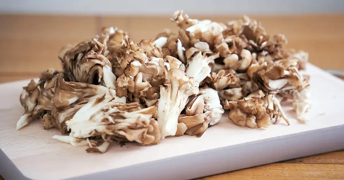 Maitake mushroom extract powder