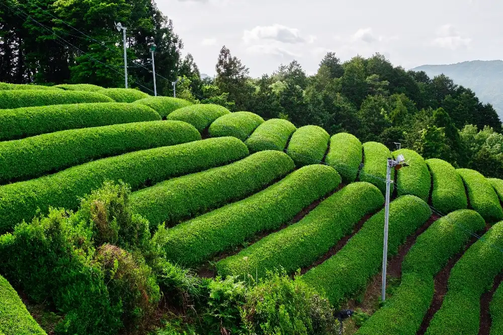 Organic matcha powder