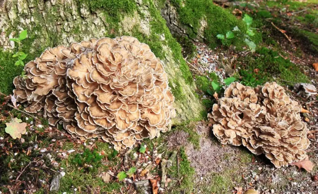 Maitake mushroom extract powder Maitake mushroom extract powder