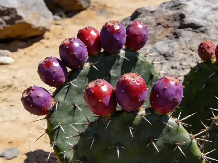 Prickly pear extract