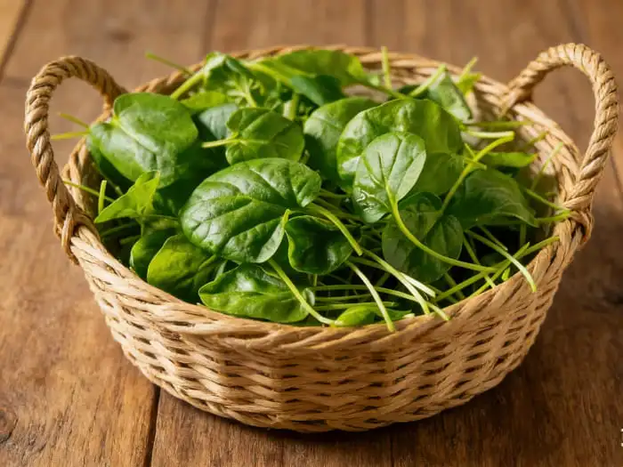 watercress extract powder