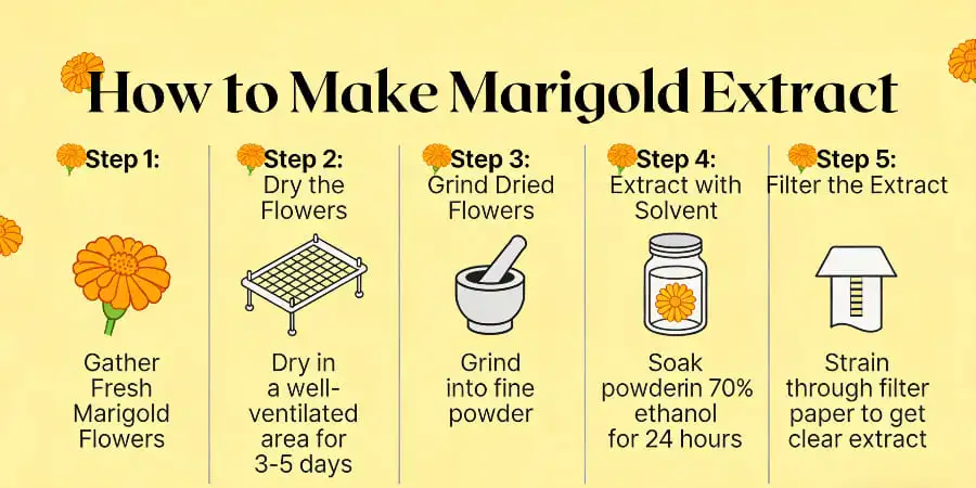 How to Make Marigold Extract