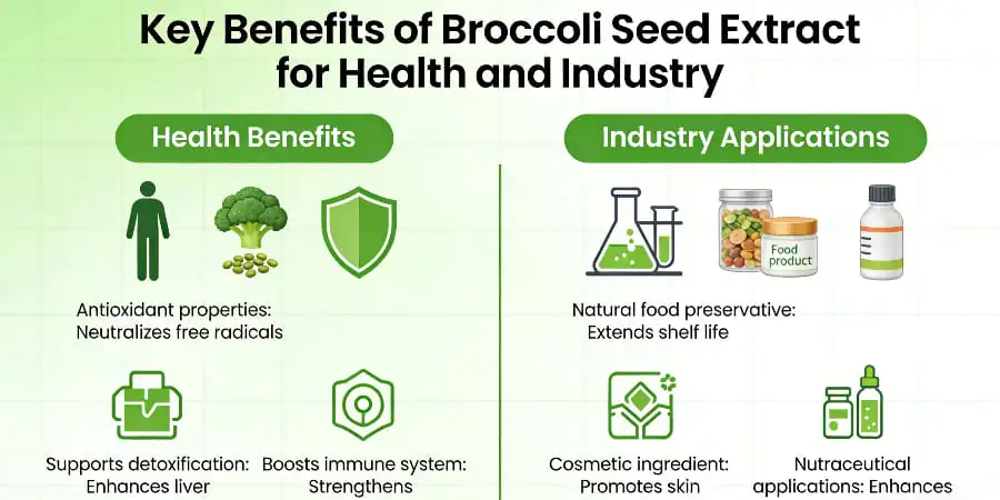 Key Benefits of Broccoli Seed Extract for Health and Industry Key Benefits of Broccoli Seed Extract for Health and Industry