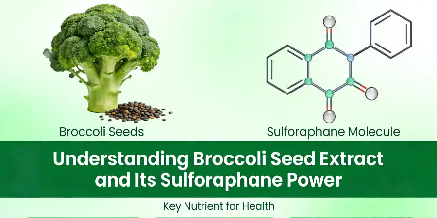 Understanding Broccoli Seed Extract and Its Sulforaphane Power