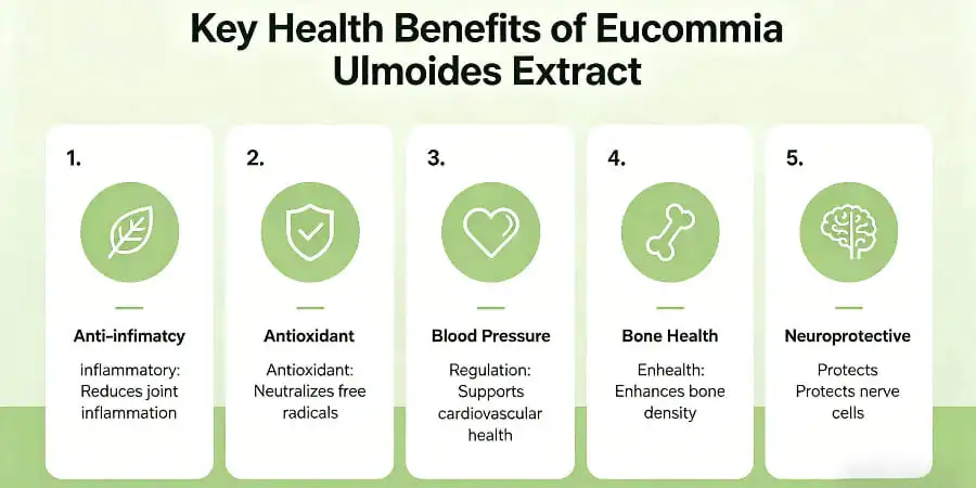 Key Health Benefits of Eucommia Ulmoides Extract Key Health Benefits of Eucommia Ulmoides Extract