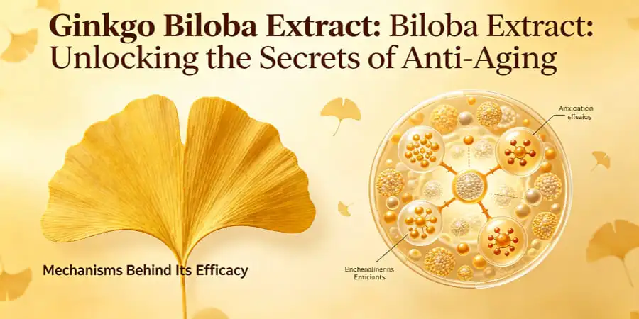 What makes ginkgo biloba extract effective for anti-aging applications What makes ginkgo biloba extract effective for anti-aging applications
