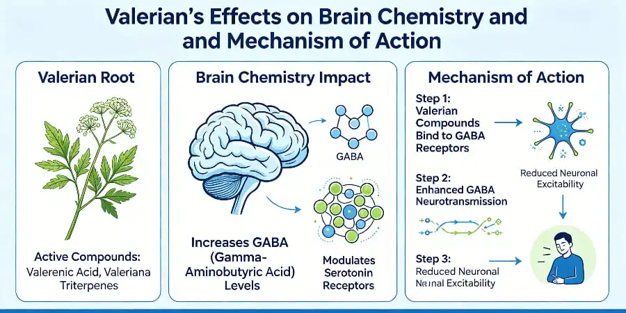 How Valerian affects brain chemistry and how it works How Valerian affects brain chemistry and how it works