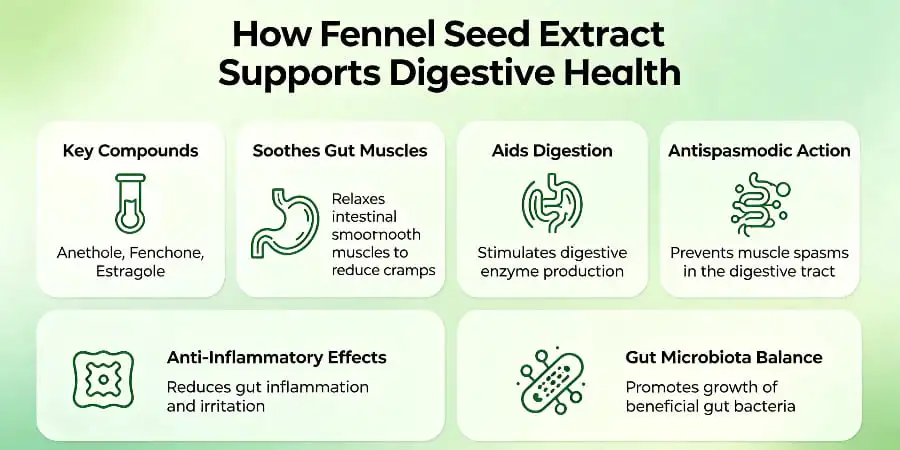 How Fennel Seed Extract Supports Digestive Health How Fennel Seed Extract Supports Digestive Health