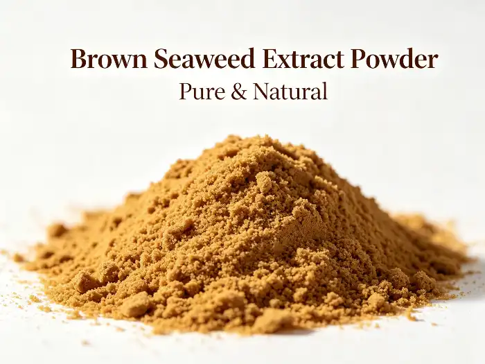 Brown seaweed extract powder