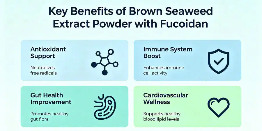 Key Benefits of Brown Seaweed Extract Powder with Fucoidan