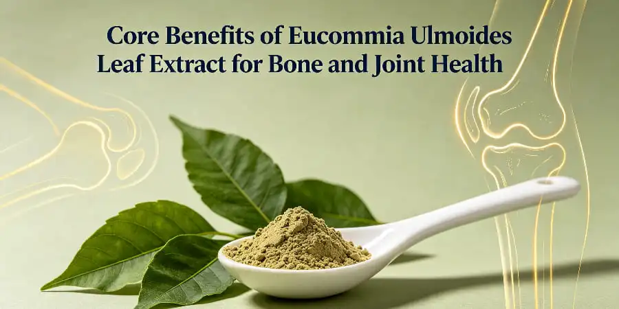Core Benefits of Eucommia Ulmoides Leaf Extract for Bone and Joint Health