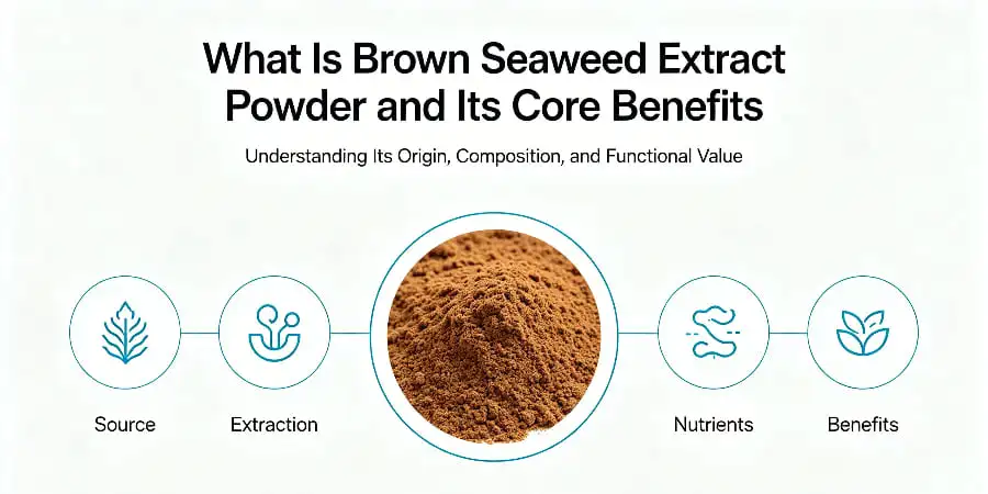 What Is Brown Seaweed Extract Powder and Its Core Benefits What Is Brown Seaweed Extract Powder and Its Core Benefits