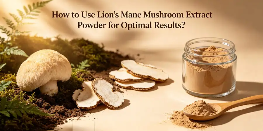 How to Use Lion's Mane Mushroom Extract Powder for Optimal Results? How to Use Lion's Mane Mushroom Extract Powder for Optimal Results?