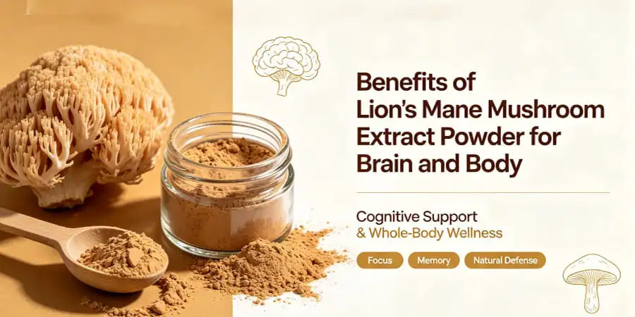 Benefits of Lion's Mane Mushroom Extract Powder for Brain and Body Benefits of Lion's Mane Mushroom Extract Powder for Brain and Body