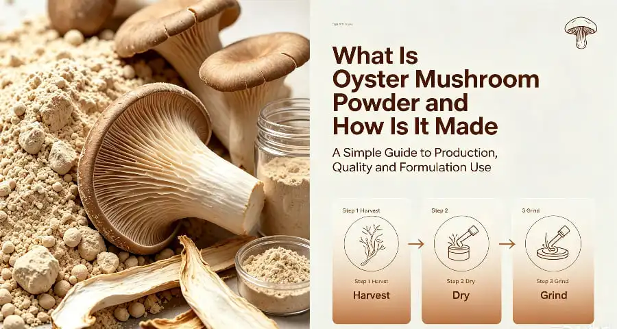 What Is Oyster Mushroom Powder and How Is It Made What Is Oyster Mushroom Powder and How Is It Made