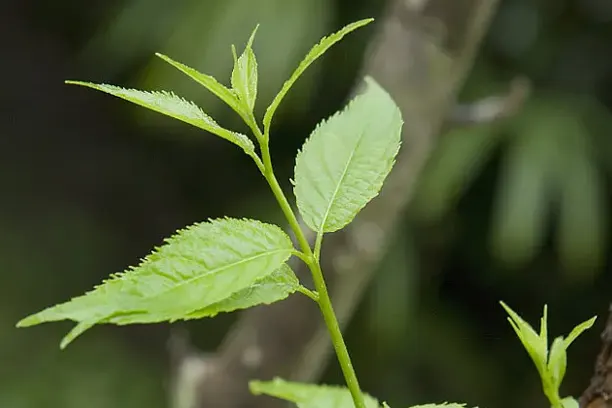 Eucommia Ulmoides-voordelen