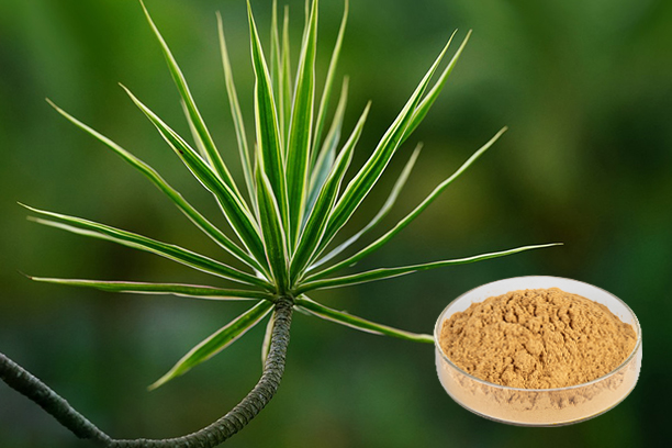 Wat is Yucca-extractpoeder?