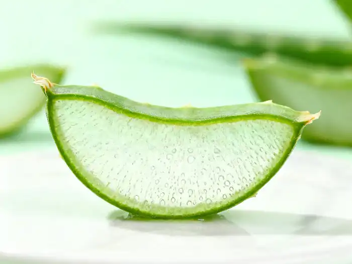 What is the Use of Aloe Vera Gel Freeze Dried Powder?