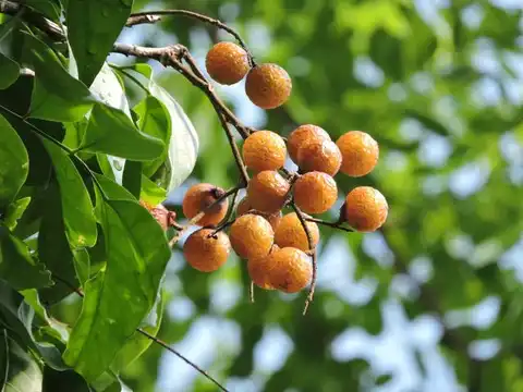 What Are the Benefits of Soapnut Extract?