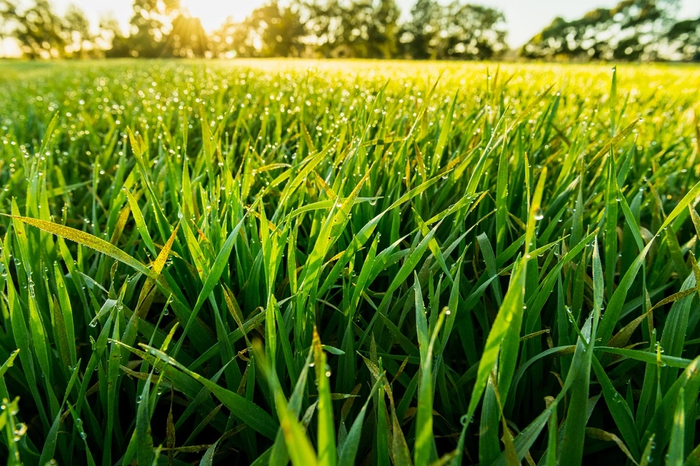 What Are the Benefits of Organic Barley Grass Powder?