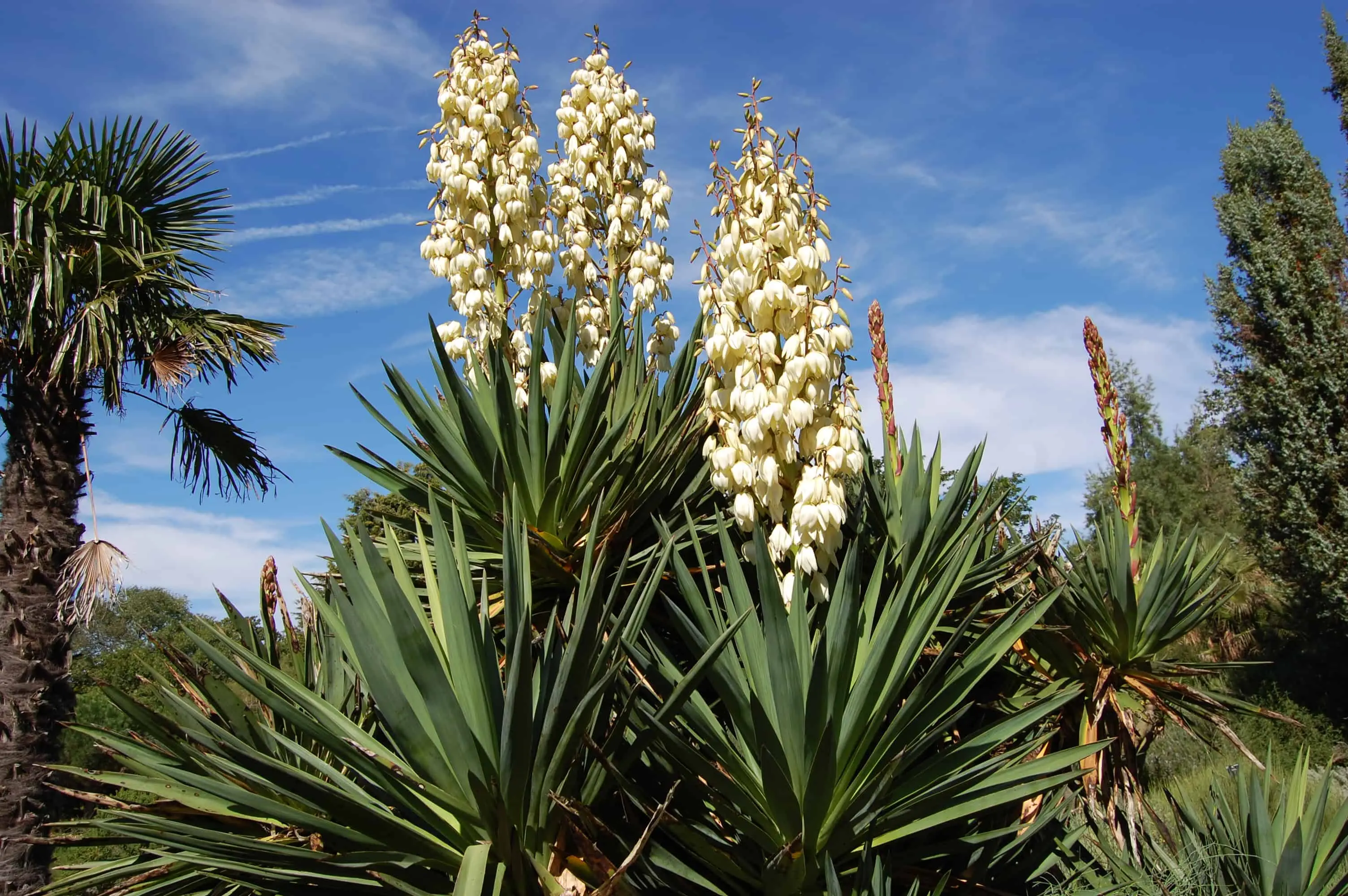 How Yucca Extract Powder Enhances Animal Feed Performance?