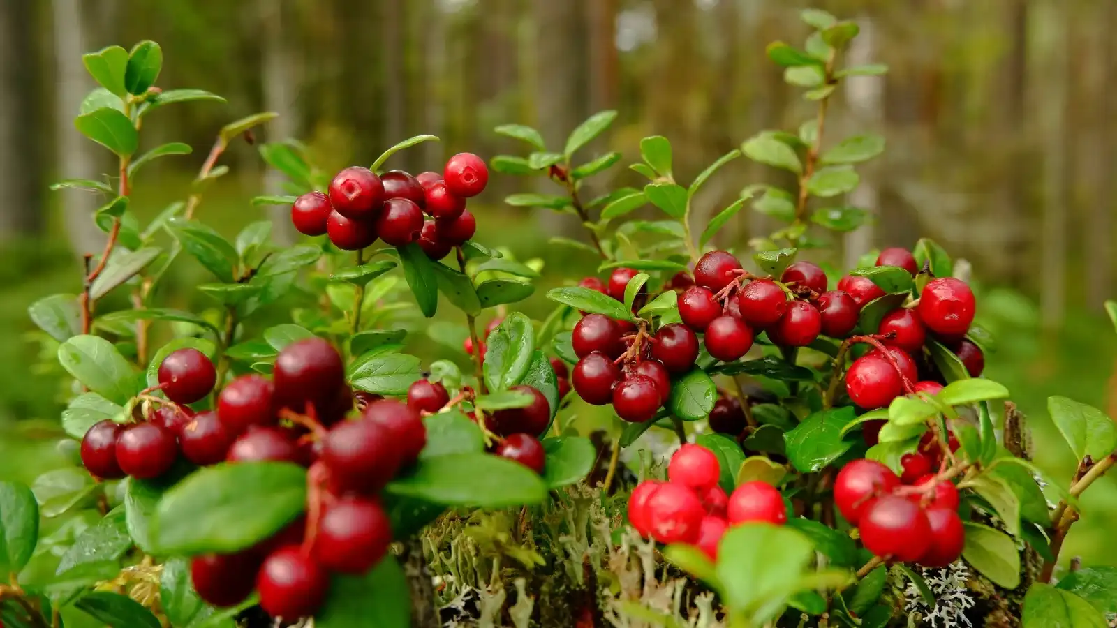 Waarvoor wordt cranberry-extractpoeder gebruikt?