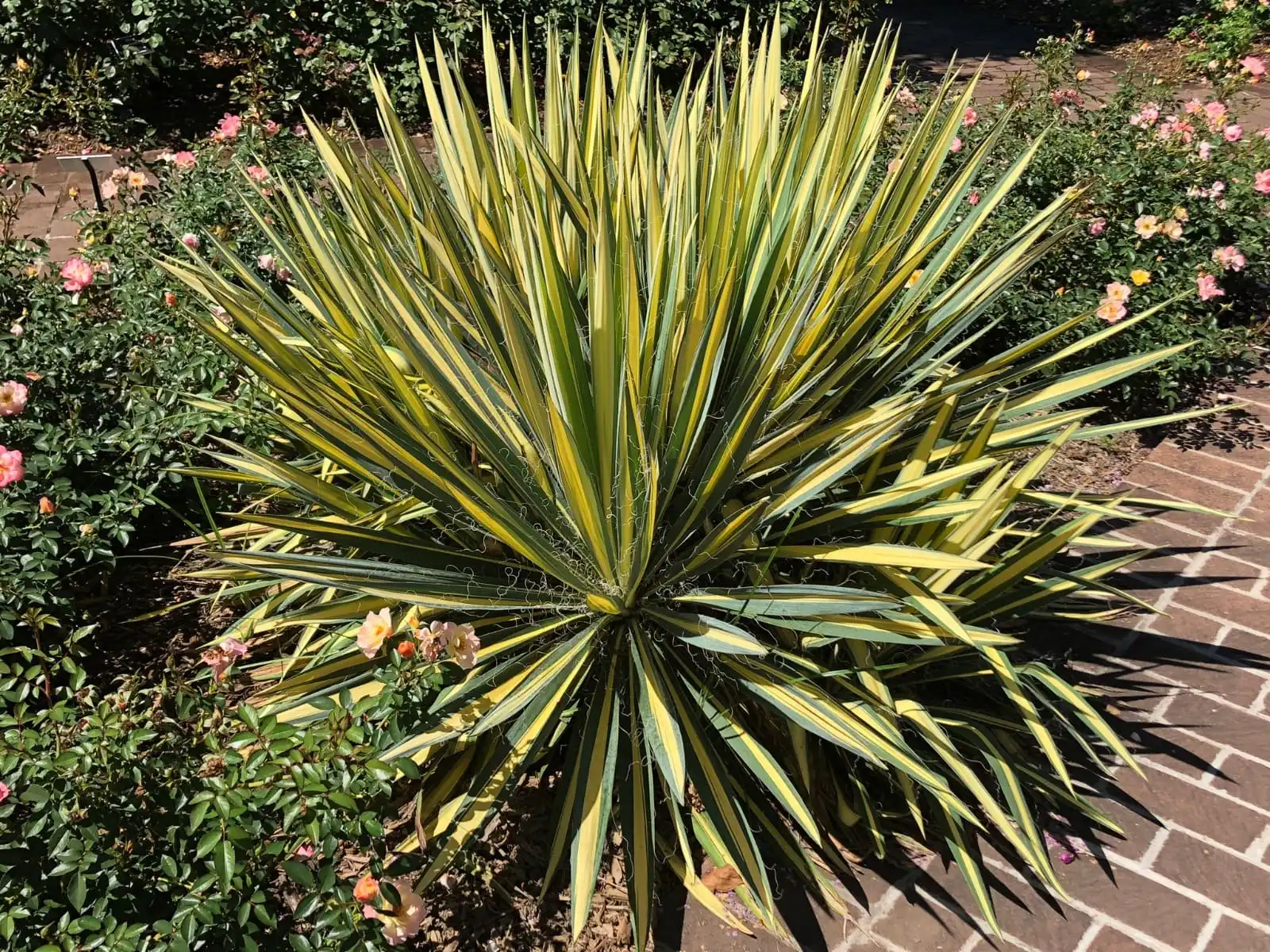 Wat zijn de voordelen van Yucca-extractpoeder?