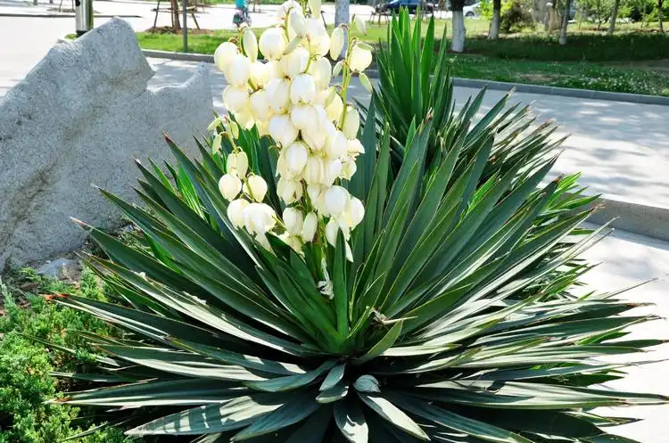 Yucca Extract Powder for Odor Control in Pets and Livestock