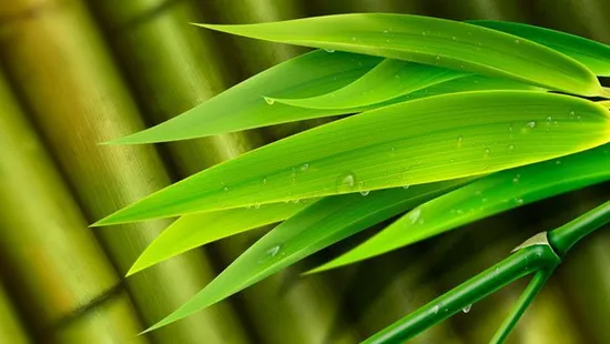 How long does it take for bamboo extract to work?