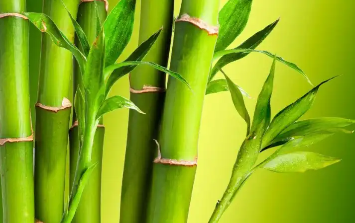Is bamboo leaf extract good for high blood pressure?
