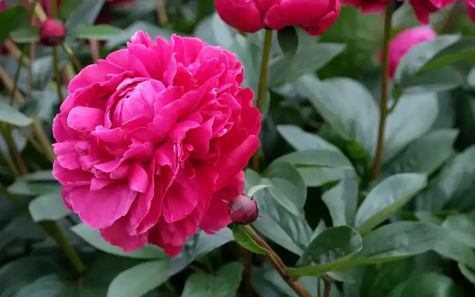 Can Paeonia Suffruticosa Extract be Used For Hormonal Balance?