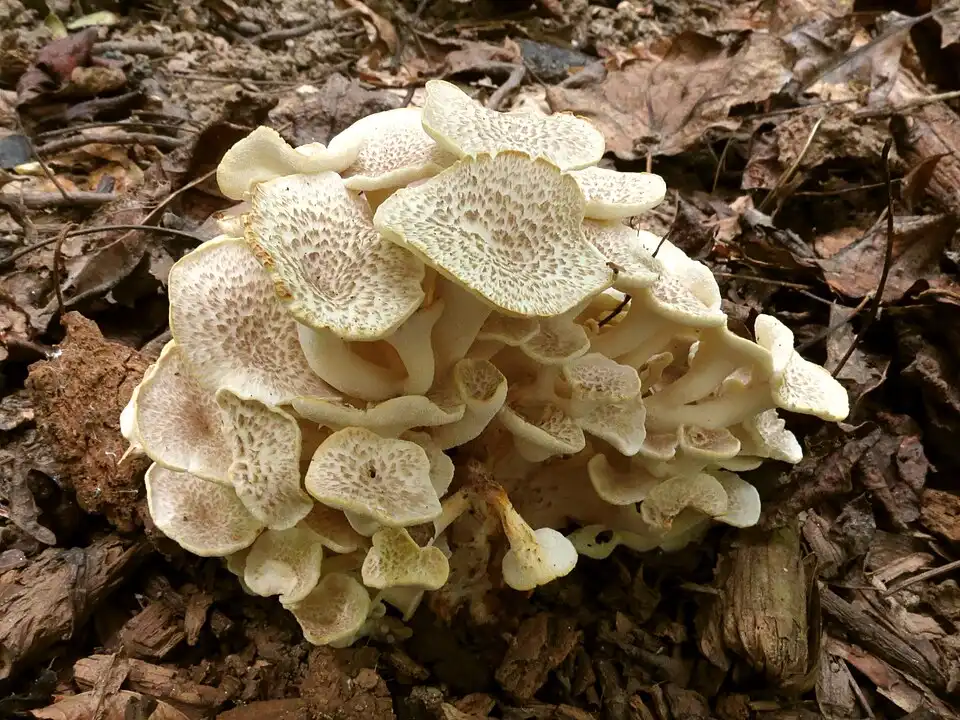 What Are the Health Benefits of Organic Polyporus Powder?