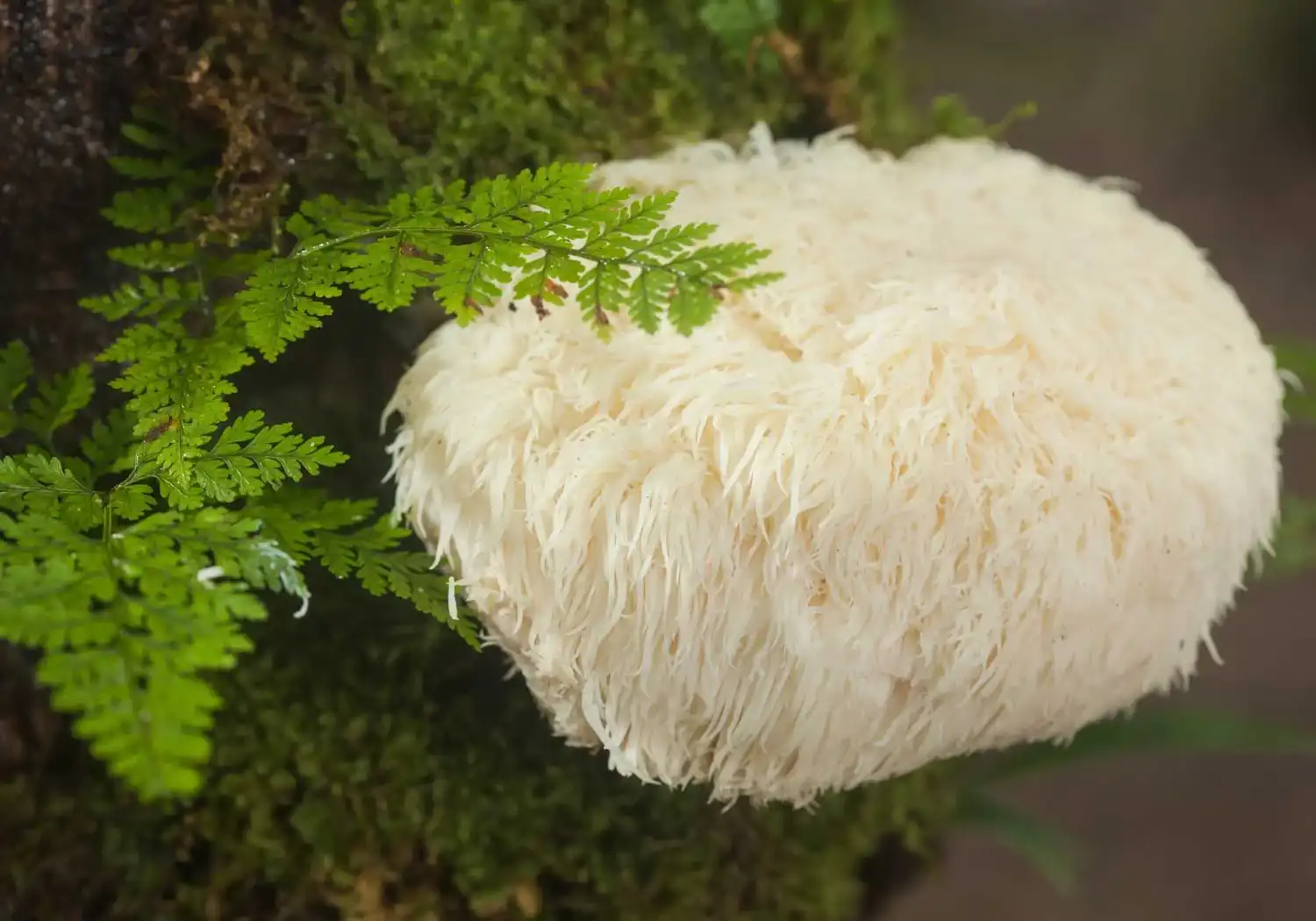 How to Use Organic Hericium Erinaceus Powder?