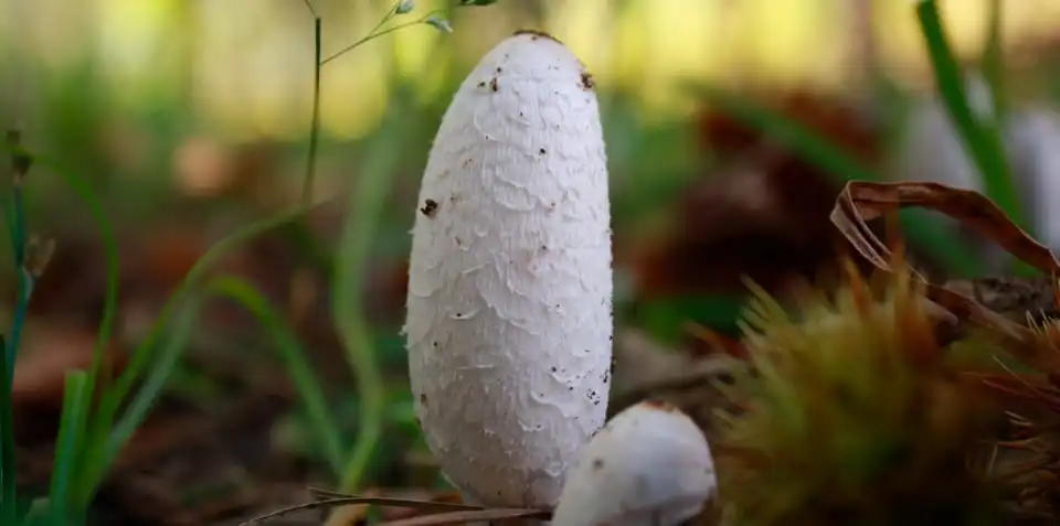 Are There Any Medicinal Properties Associated with Organic Coprinus Comatus Powder?