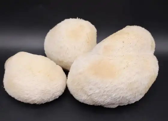 Boost Immune System Naturally with Organic Hericium Erinaceus Powder
