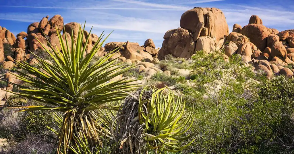 What is a Yucca Saponin?