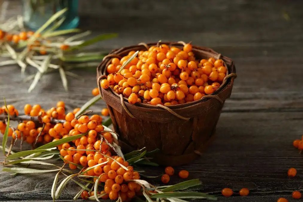 Kepiye Gunakake Bubuk Sea Buckthorn Organik?