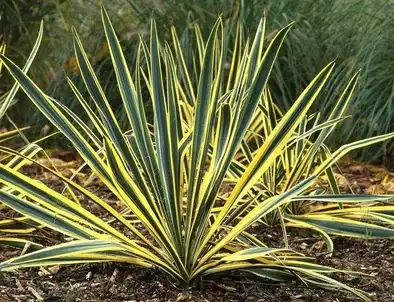 Yucca Saponin kanggo Kesehatan Kewan