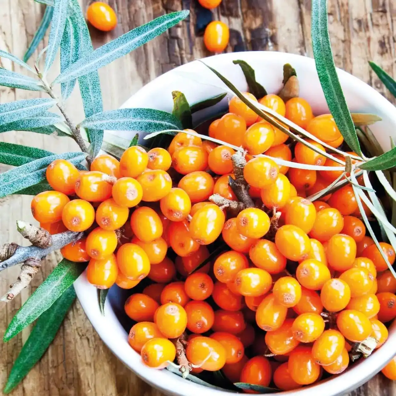 Apa Nilai Nutrisi Bubuk Sea Buckthorn Organik?