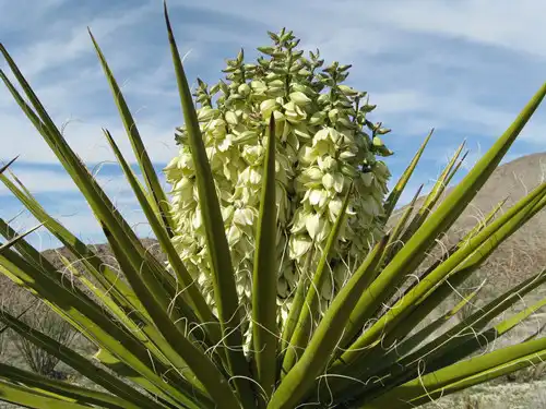 Yucca Saponin in Animal Feed