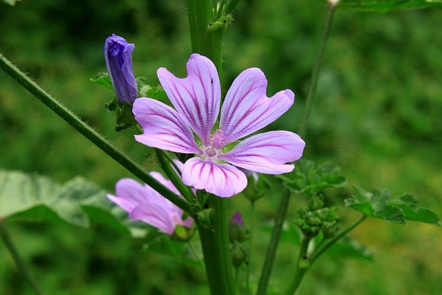 Malva Verticillata Extract: Benefits and Uses