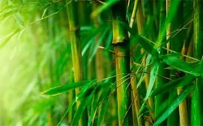 DIY Remedies Using Bamboo Shavings Extract
