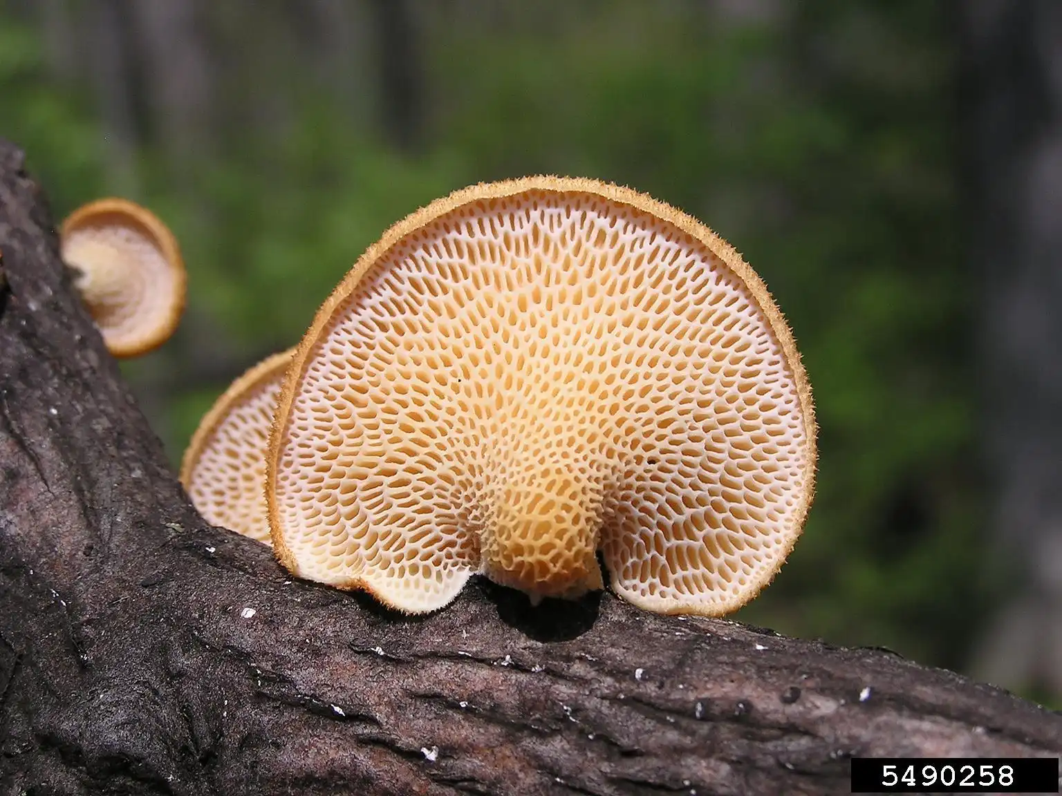 Organic Polyporus Powder for Skin Health