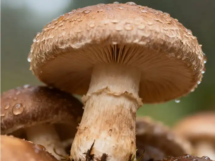 ວິທີການຢັ້ງຢືນຜົງເຫັດ Shiitake ທີ່ມີຄຸນນະພາບສູງ?