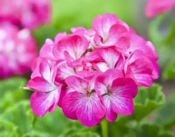 What is geranium extract powder used for in cosmetics?
