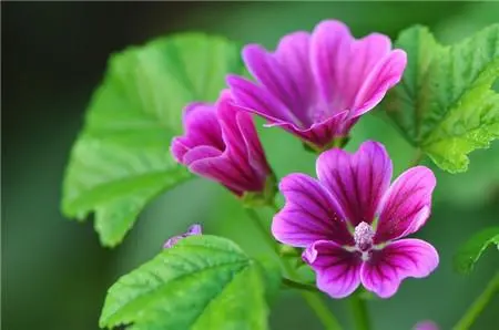 What Are the Side Effects of Mallow Extract?