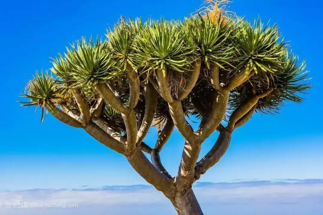 How is Dracaena Extract Used?