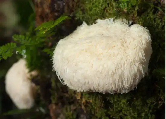 Can Lion's Mane Mushroom Extract Powder Improve Memory?